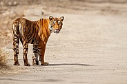 Beautiful tiger in the nature habitat. Tiger pose in amazing light. Wildlife scene with wild animal. Indian wildlife. Indian tiger. Panthera tigris tigris.