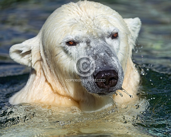 Polar Bear