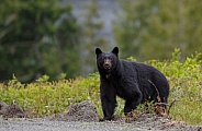 Black Bear and cubs
