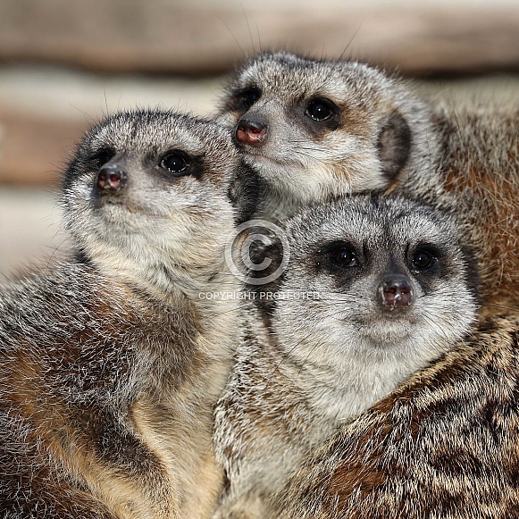 Meerkats (Suricata suricatta)