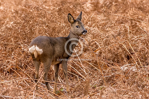 Roe deer doe Roe deer doe