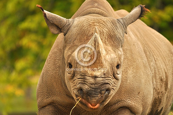 Black Rhino