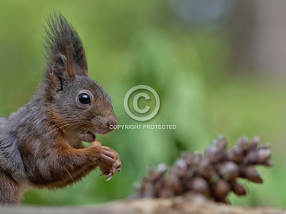 Red squirrel