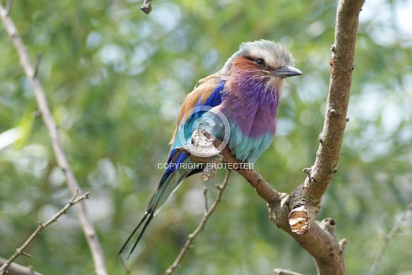 Lilac Breasted Roller