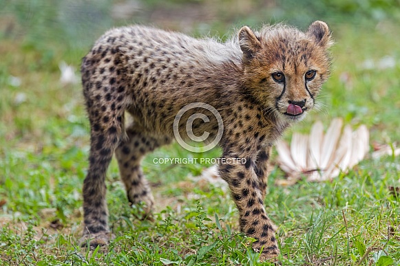 Cheetah cub