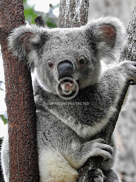 Australian Koala Australian Koala
