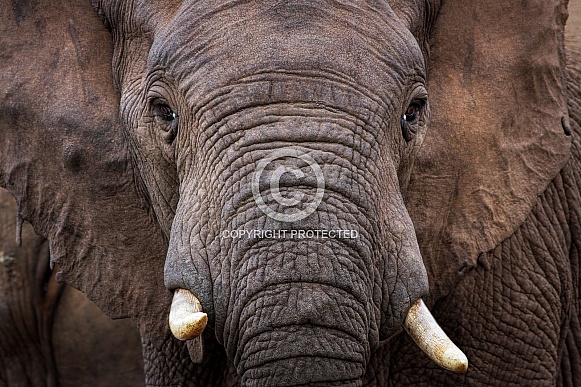 Elephant Portrait Wildlife Reference Photos for Artists