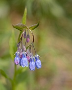 Bluebells Wildflowers Growing in Alaska