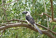 Von der Decken's Hornbill (female)