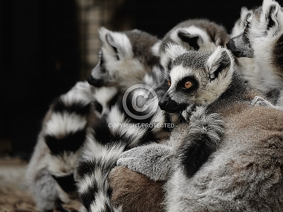A pile of lemurs