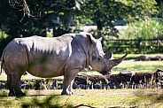 White rhinoceros