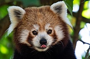 Cheeky Red Panda