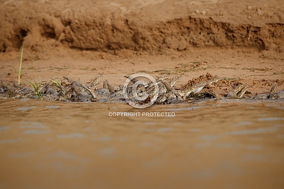 Indian gavial in the nature habitat