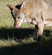 Red Wolf