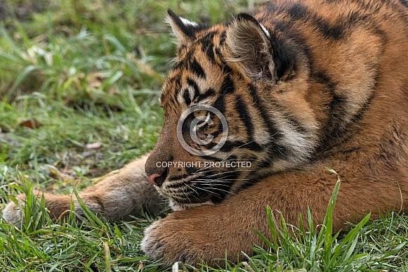 Sumatran Tiger Cub