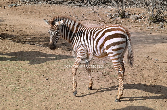 Zebra Foal