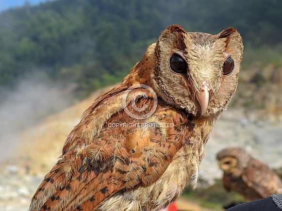 Oriental Bay Owlet