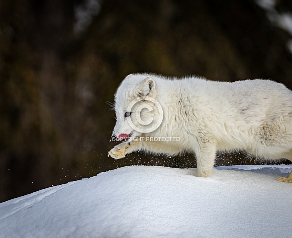 Arctic Fox in heavy snow