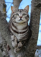 Tabby Kitten Up In the Olive Tree
