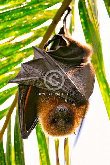 Fruit Bat