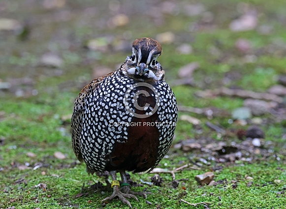 Montezuma Quail
