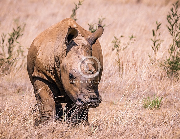 Young White Rhino