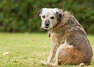 Elderly Border Terrier Portrait