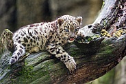 cute snow leopard on branch