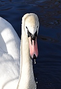 Mute Swan