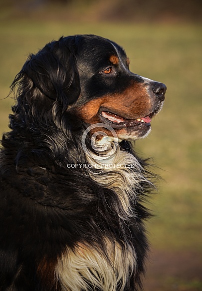 Bernese Mountain Dog Bernese Mountain Dog