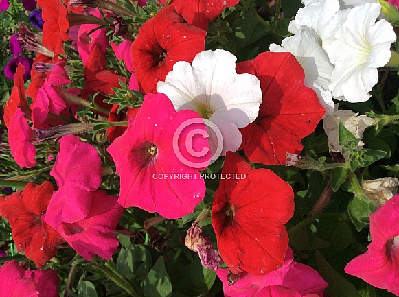 Petunias Petunias