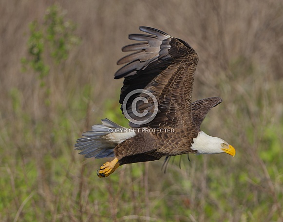 Bald Eagle
