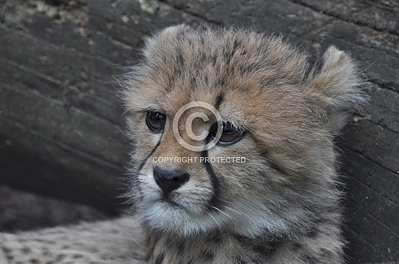 Cheetah Cub Cheetah Cub