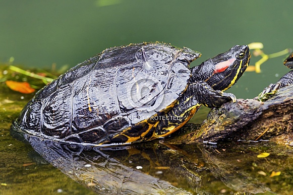 Tortoise