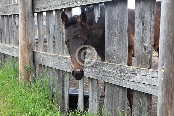 Thoroughbred foal Thoroughbred foal