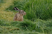Hare