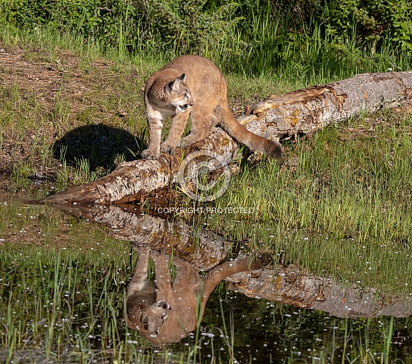 Juvenile Mountain Lion