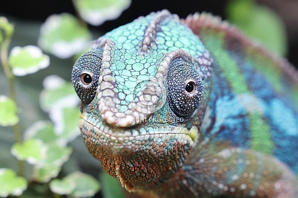 Panther Chameleon (Furcifer Pardalis)