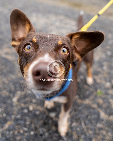 Mixed breed dog up close Mixed breed dog up close