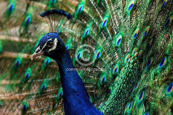 Peacock