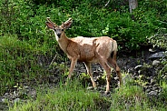 Mule Deer - bucks with velvet covered antlers