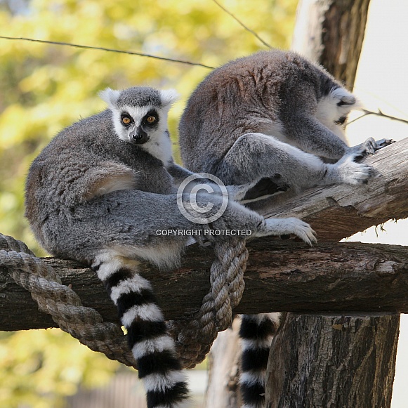 Ring-Tailed Lemur