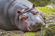 Young hippo resting