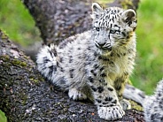 Snow leopard cub
