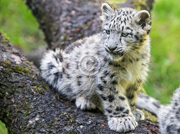 Snow leopard cub Snow leopard cub