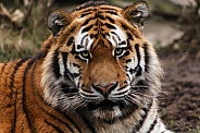 Amur Tiger Close Up