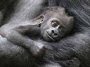 Lowland Gorilla Baby