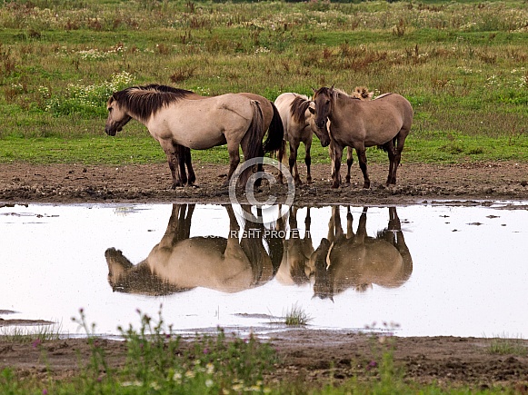 Konik Horses