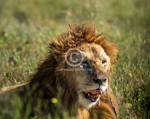 Older lion lying in the grass