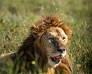 Older lion lying in the grass